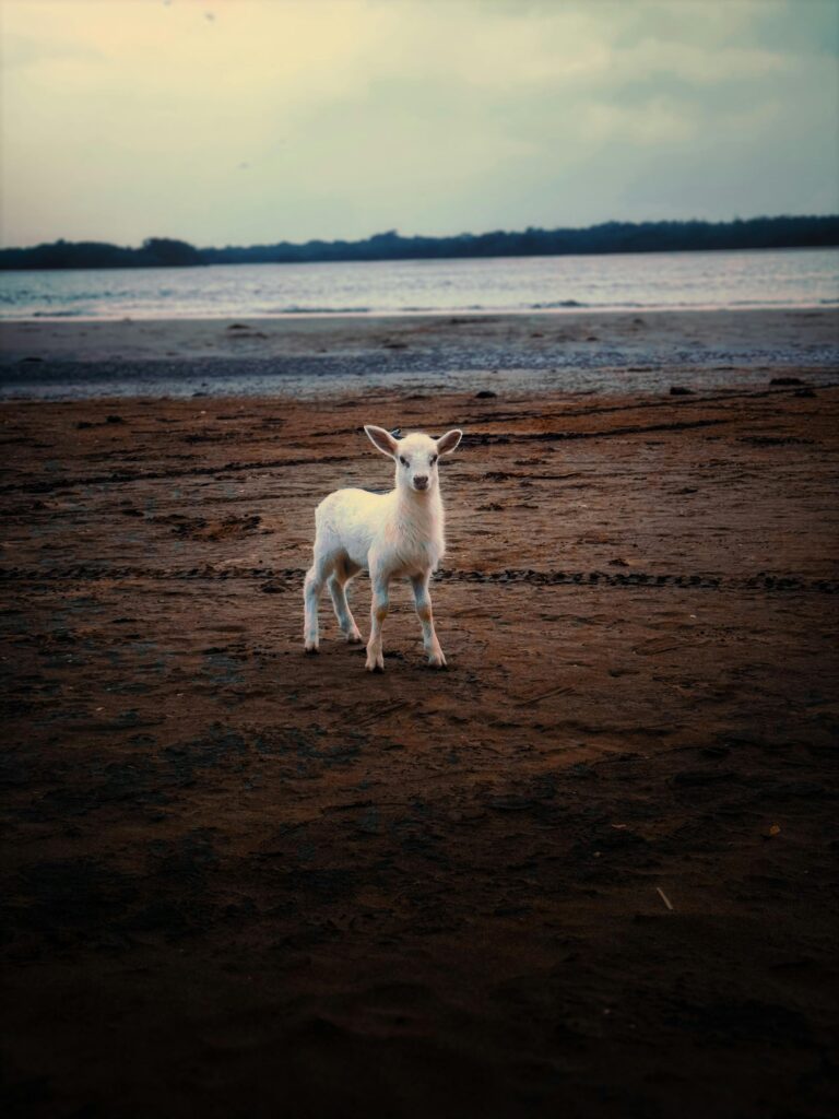 pexels-pankemastervap-33362440